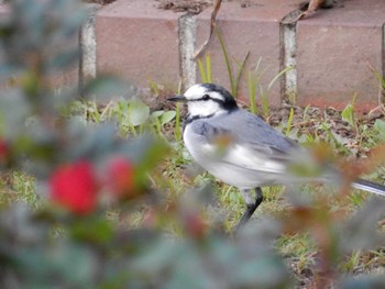 White Wagtail Hibiya Park Fri, 11/4/2022