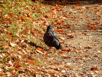 2022年11月4日(金) 日比谷公園の野鳥観察記録