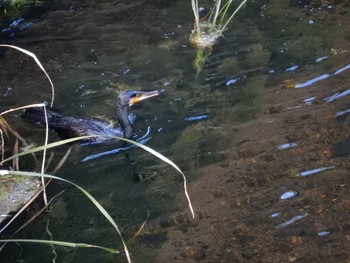 Great Cormorant 平和の森公園、妙正寺川 Fri, 11/4/2022