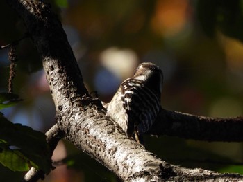 Japanese Pygmy Woodpecker 東京都立桜ヶ丘公園(聖蹟桜ヶ丘) Fri, 11/4/2022