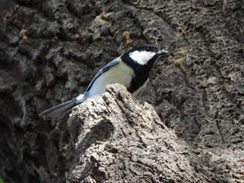 Japanese Tit 東京都立桜ヶ丘公園(聖蹟桜ヶ丘) Fri, 11/4/2022