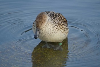 オナガガモ 昆陽池公園 2018年2月20日(火)