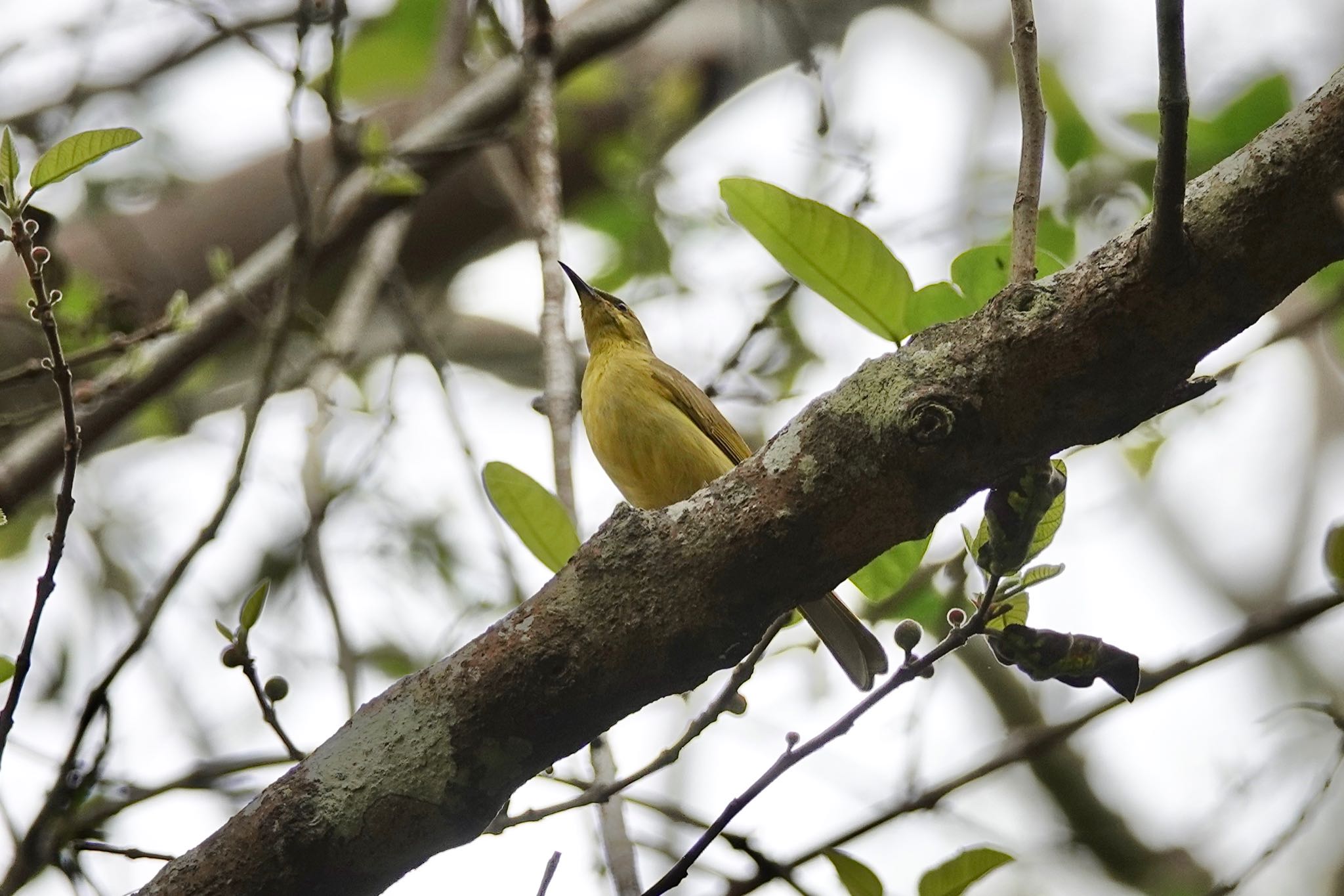 Yellow Honeyeater