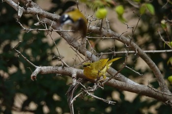 Yellow Honeyeater QLD,Australia Tue, 10/4/2022