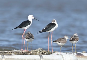 2022年11月4日(金) 伊佐沼の野鳥観察記録