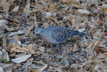 Oriental Turtle Dove Koyaike Park Tue, 2/20/2018