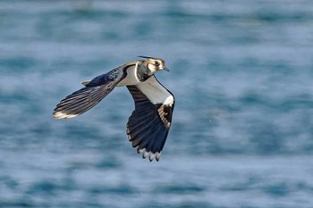 Northern Lapwing 利根川 Fri, 11/4/2022