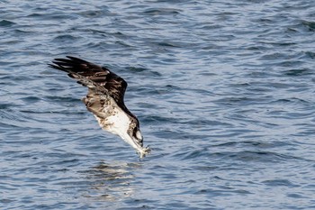 Osprey 利根川 Fri, 11/4/2022