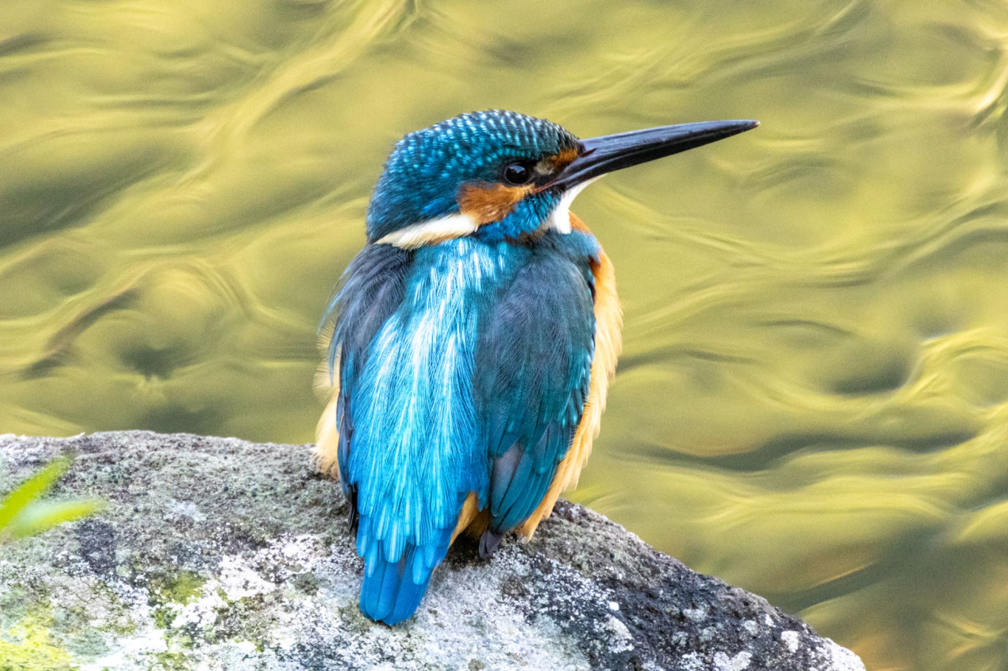 Photo of Common Kingfisher at 横浜市 by 🐦Toshi🐧