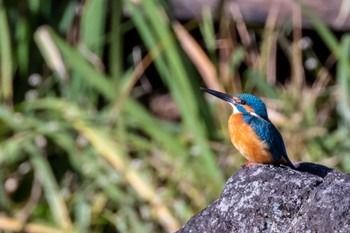 Common Kingfisher 横浜市 Fri, 11/4/2022