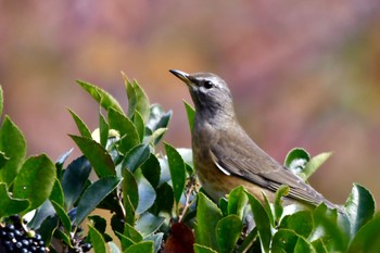 Eyebrowed Thrush 油山市民の森 Thu, 11/3/2022