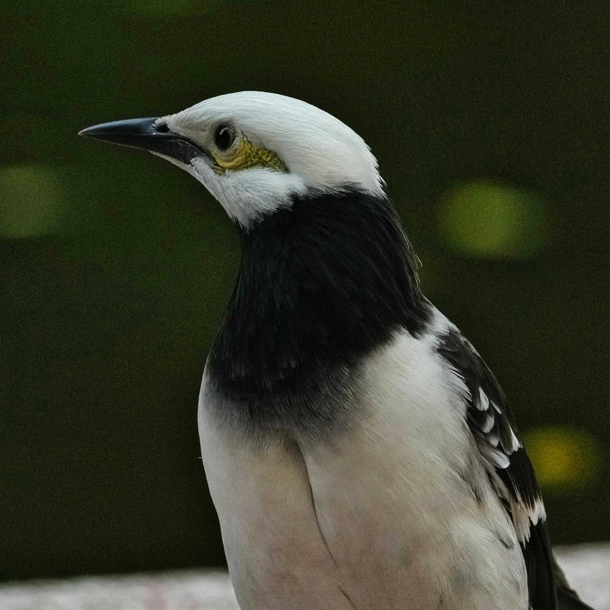 Black-collared Starling