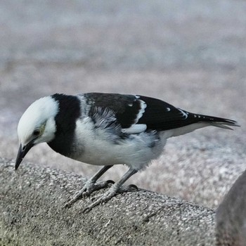 Black-collared Starling 九龍公園 Fri, 10/28/2022