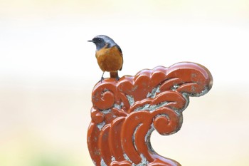 Daurian Redstart 山口県岩国市美和町 Fri, 11/4/2022