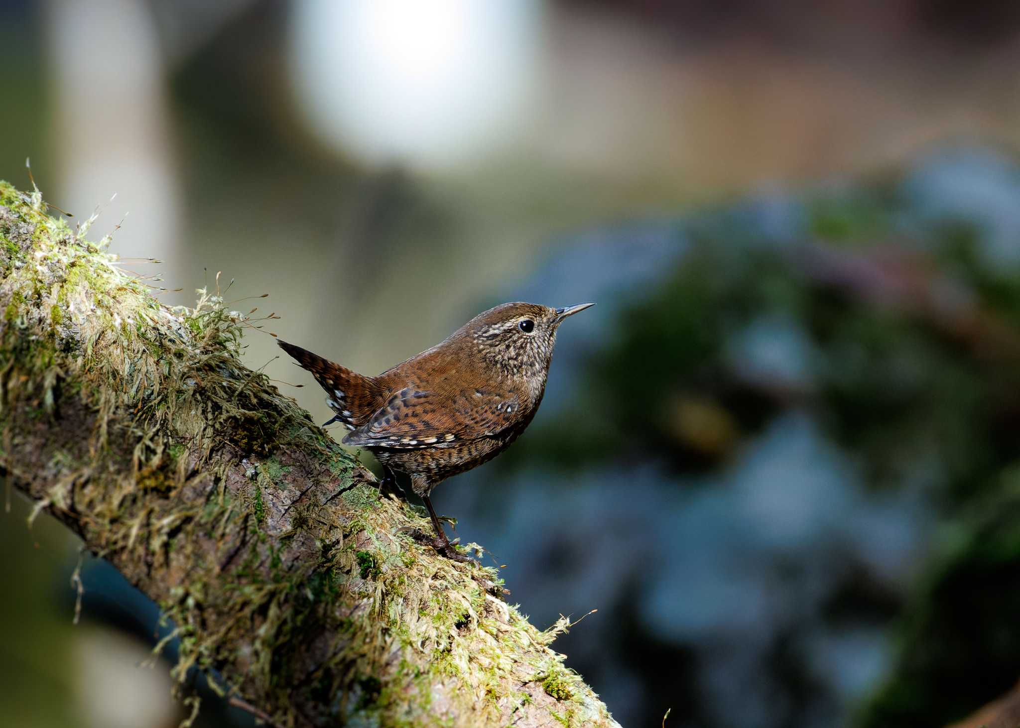 Photo of Eurasian Wren at 英彦山 by MunaOsa