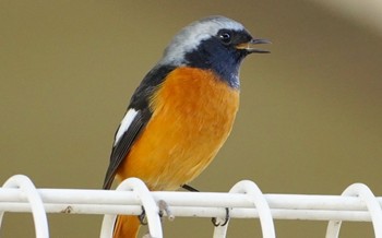 Daurian Redstart 万代池 Fri, 11/4/2022