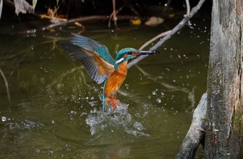 Fri, 11/4/2022 Birding report at 茶臼山