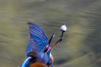 Common Kingfisher 横浜市 Fri, 11/4/2022