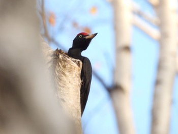 2022年11月4日(金) 真駒内公園の野鳥観察記録