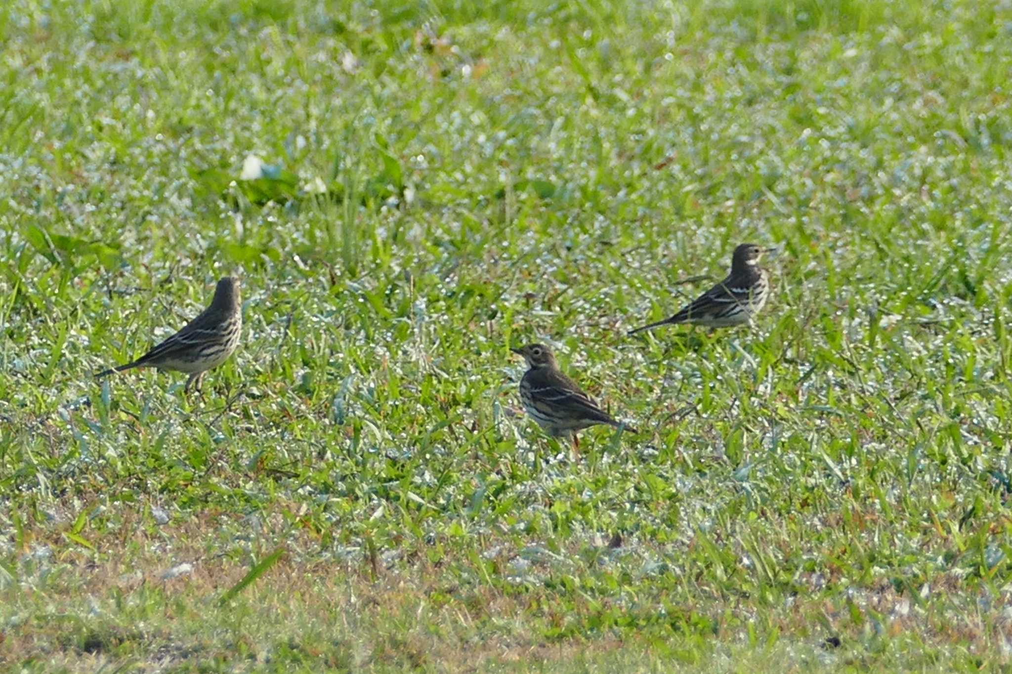 Photo of Water Pipit at 荒川河川敷 by アカウント5509