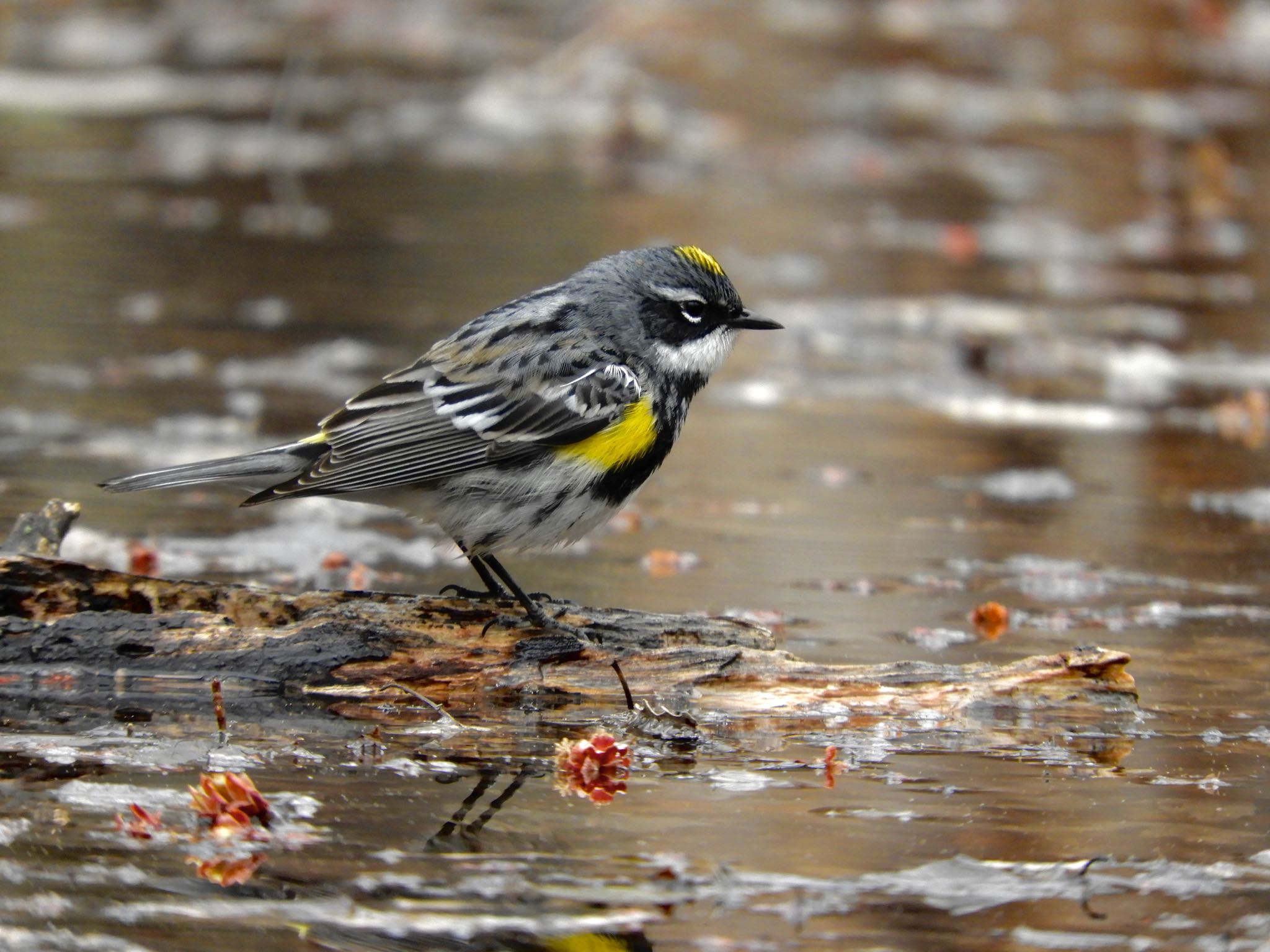 Photo of Myrtle Warbler at Hidden Falls Regional Park by たっちゃん365