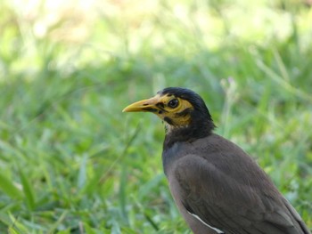 Common Myna マレーシア Mon, 8/15/2022