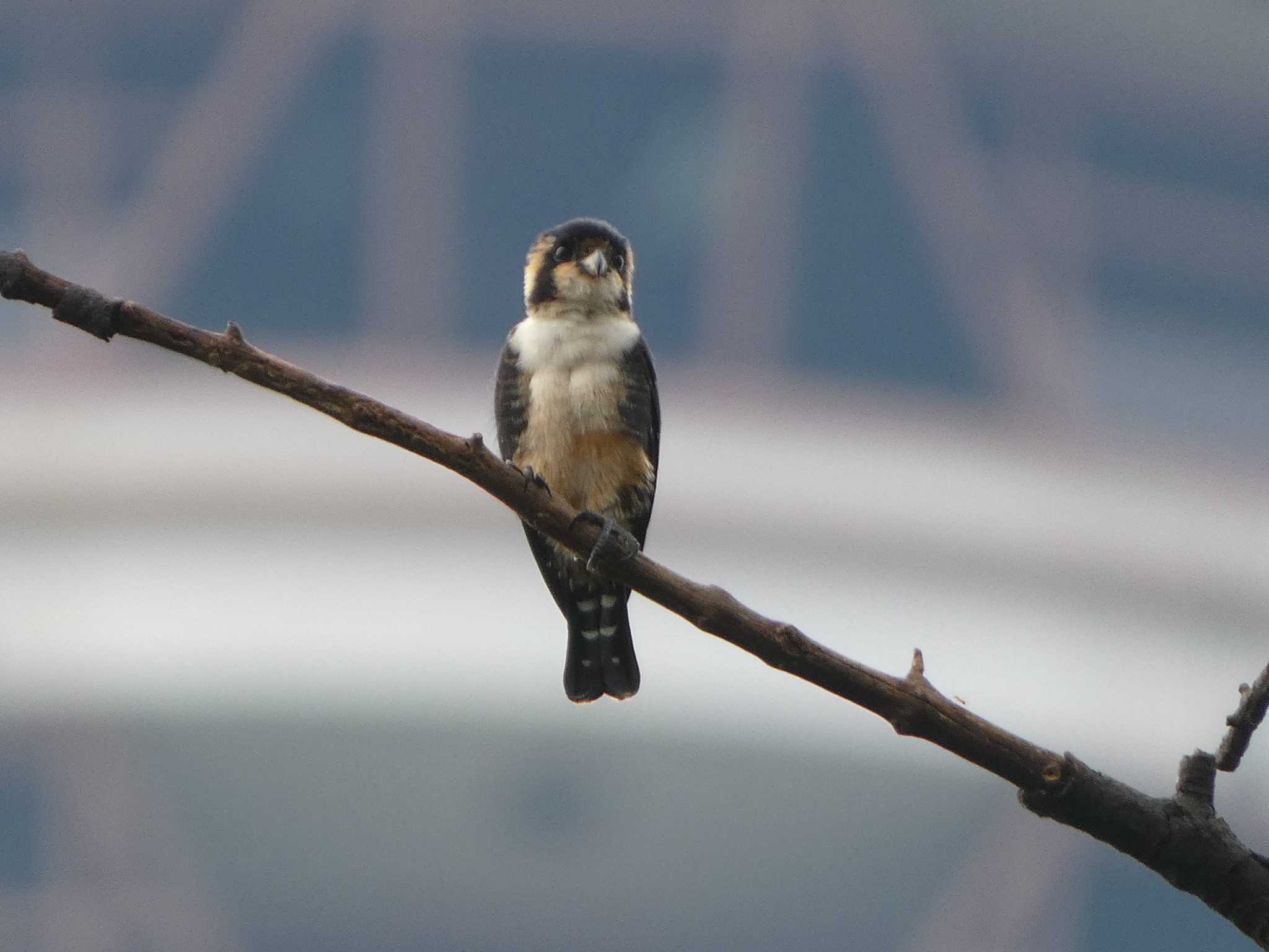 マレーシア モモグロヒメハヤブサの写真 by このはずく