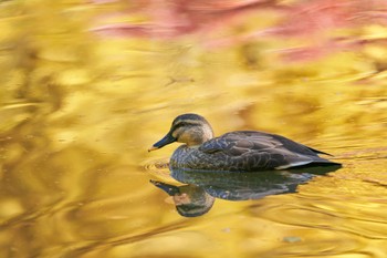 カルガモ 光が丘公園 2022年11月2日(水)