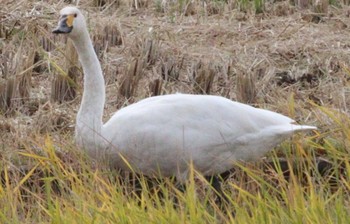 2022年11月4日(金) 湖北野鳥センターの野鳥観察記録