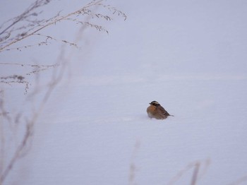 Siberian Accentor 長野県付近 Wed, 2/7/2018