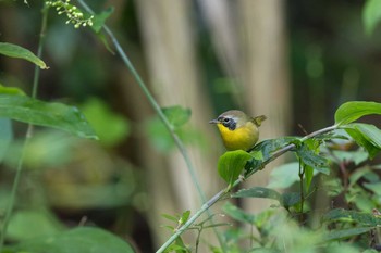 Common Yellowthroat Muyil Ruins Wed, 1/10/2018