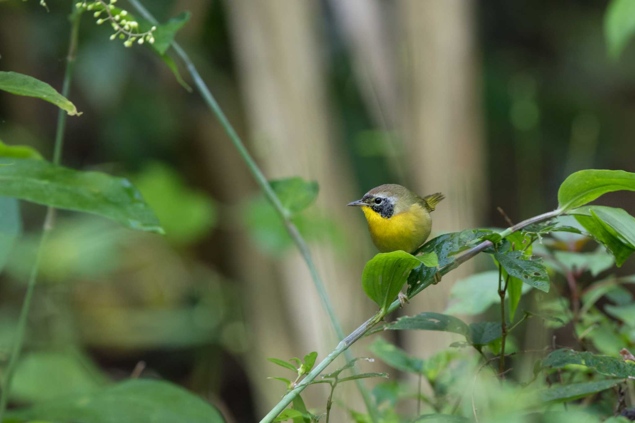 Photo of Common Yellowthroat at Muyil Ruins by Trio