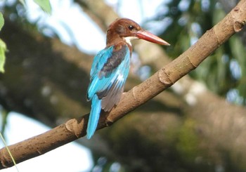 White-throated Kingfisher マレーシア Thu, 8/18/2022