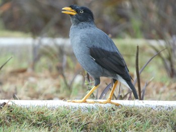 Javan Myna マレーシア Sat, 8/13/2022