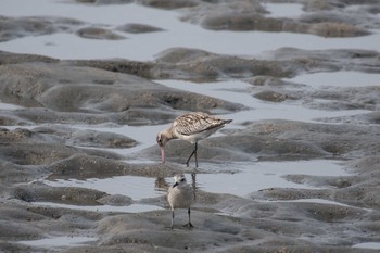 Black-tailed Godwit 佐賀県諸富町 Sun, 11/13/2016