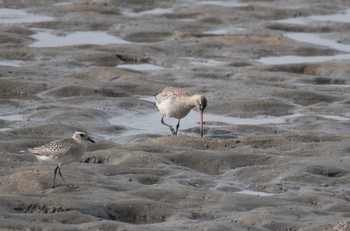 Black-tailed Godwit 佐賀県諸富町 Sun, 11/13/2016