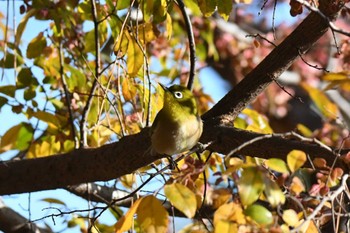 メジロ 和歌山城公園 2021年12月28日(火)