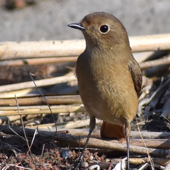 Daurian Redstart 須崎調整池 Fri, 11/4/2022