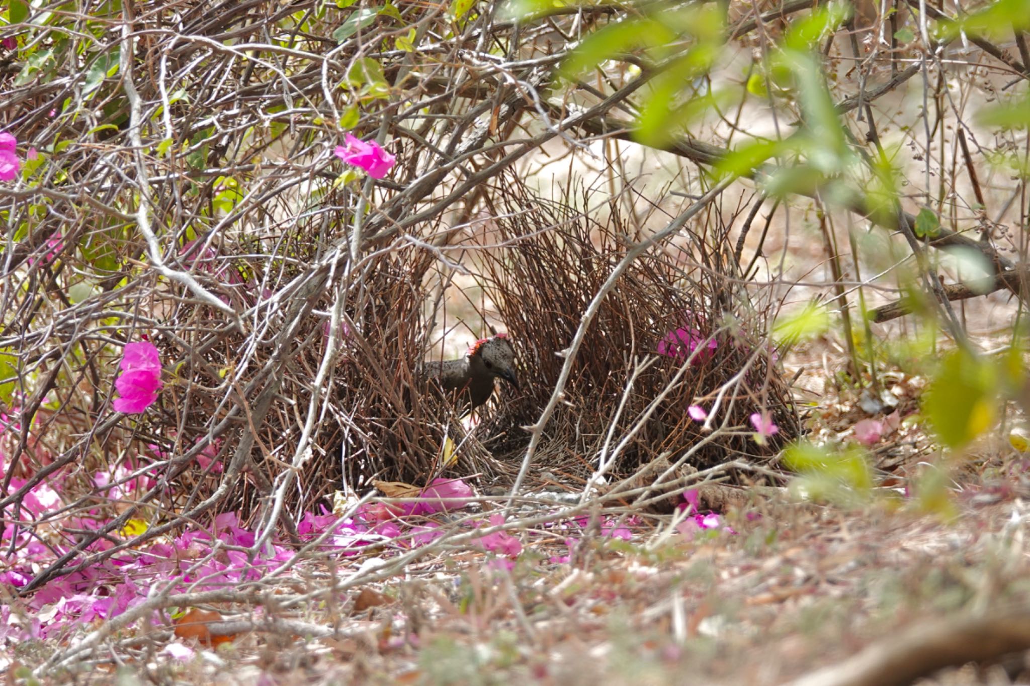 Great Bowerbird