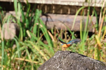 Common Kingfisher 横浜市 Fri, 11/4/2022