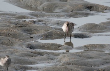 Black-tailed Godwit 佐賀県諸富町 Sun, 11/13/2016