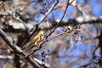 2022年11月3日(木) 戦場ヶ原の野鳥観察記録