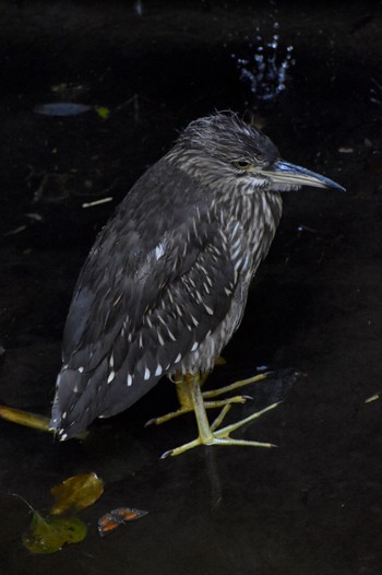 ゴイサギ 葛西臨海公園 2022年10月29日(土)