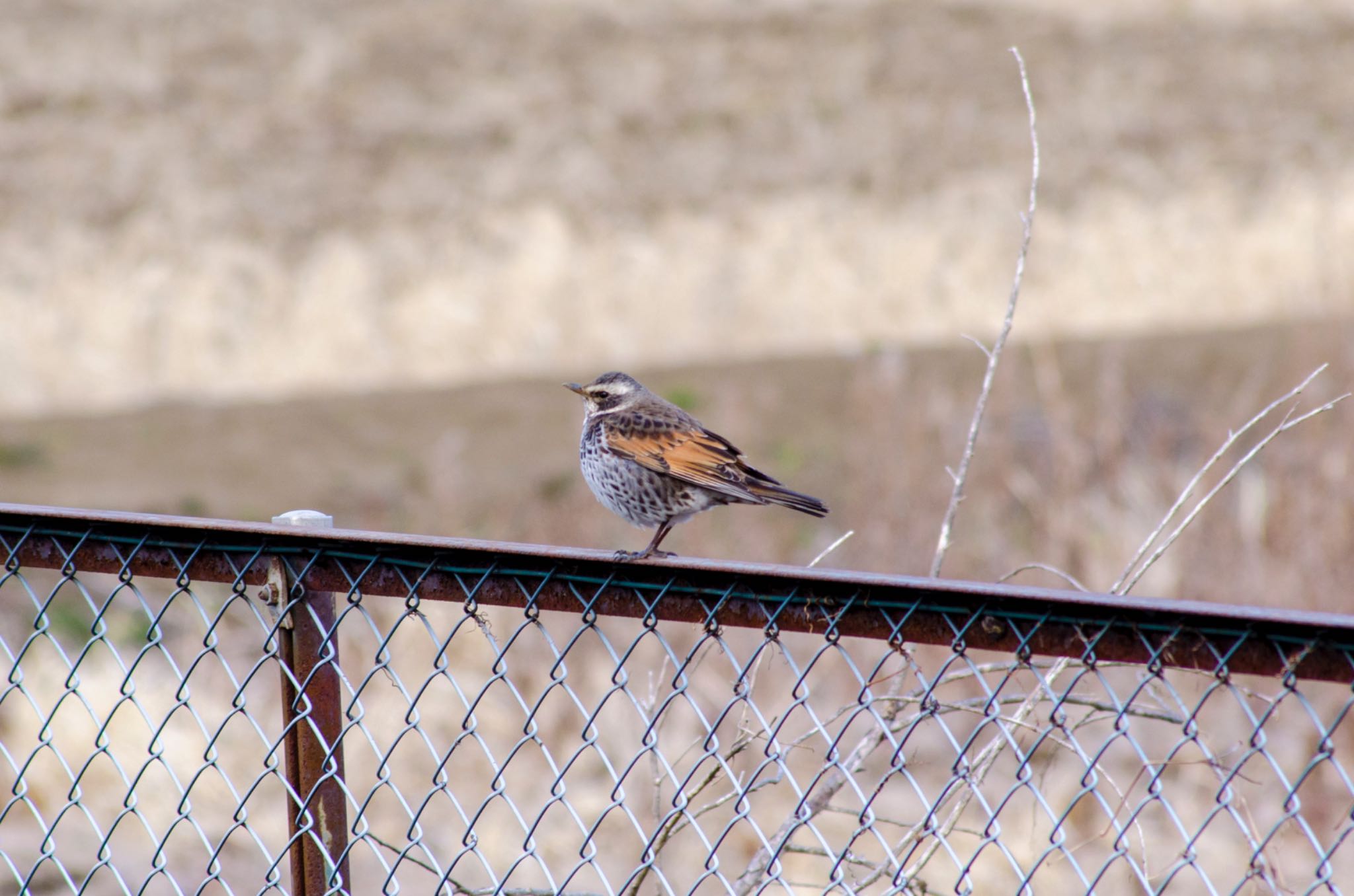 Photo of Dusky Thrush at 花見川 by BARON