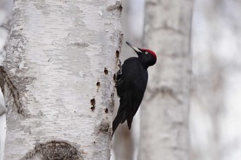 Fri, 11/4/2022 Birding report at Makomanai Park