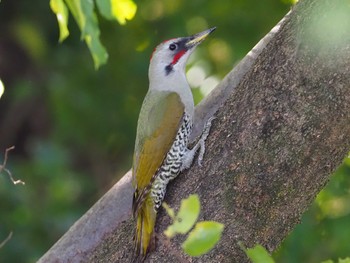 2022年11月3日(木) 多摩川トライアングルの野鳥観察記録