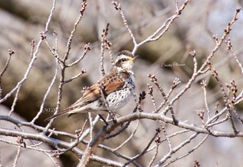 Dusky Thrush 勅使池(豊明市) Tue, 2/20/2018