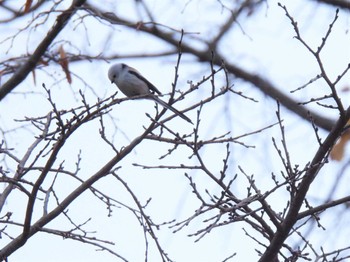 2022年11月3日(木) 真駒内公園の野鳥観察記録