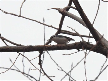 Eurasian Nuthatch(asiatica) Makomanai Park Thu, 11/3/2022