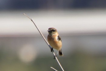 Amur Stonechat 淀川(中津エリア) Thu, 11/3/2022